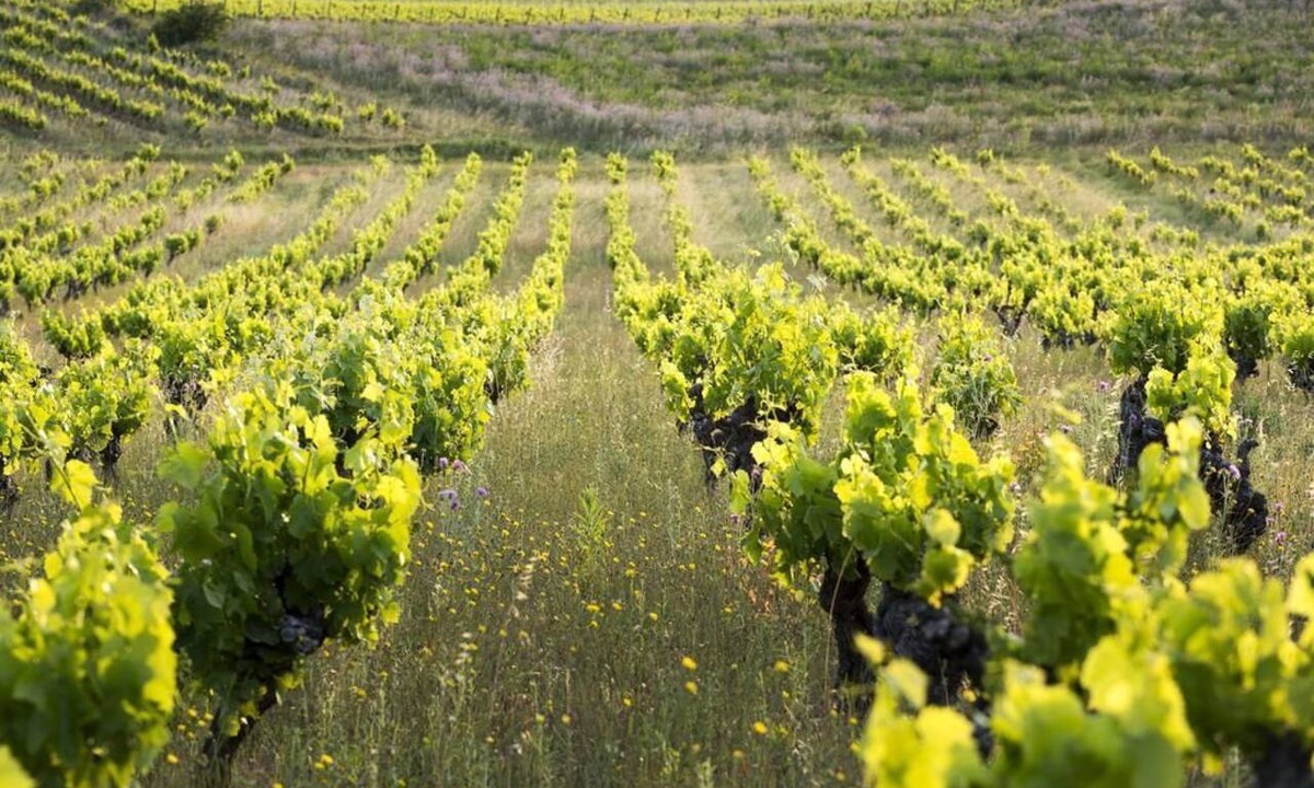 Autignac Bed & Breakfast | Château Autignac
