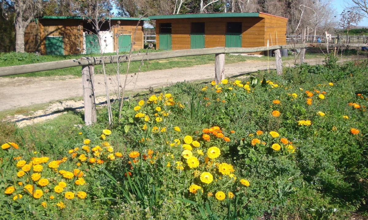 Saint-Gilles Apartment | Gîte for 3 people in the Camargue on the banks of the Petit Rhône