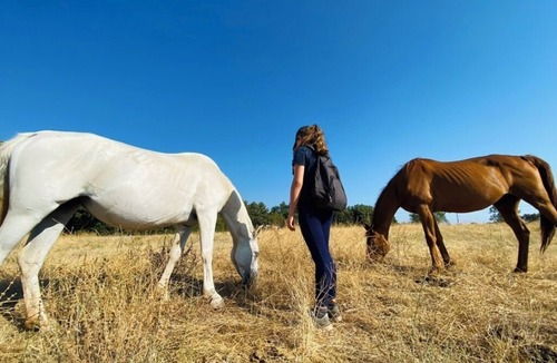 Jouques House | Bohemian caravan in the heart of nature with horses and donkeys