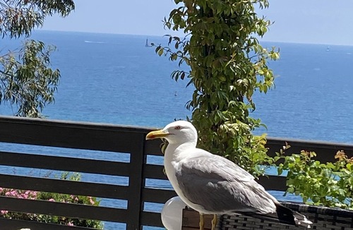 California - Pezou Villa | Eden Sea Cannes – Sea View Terrace Villa
