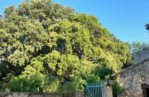 Valreas House | Les Chênes Verts - Vaucluse - Mas provençal 10p swimming pool in the countryside