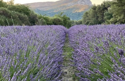 Saint-Marc-Jaumegarde House | Village house at the foot of Sainte Victoire and Lac de Bimont