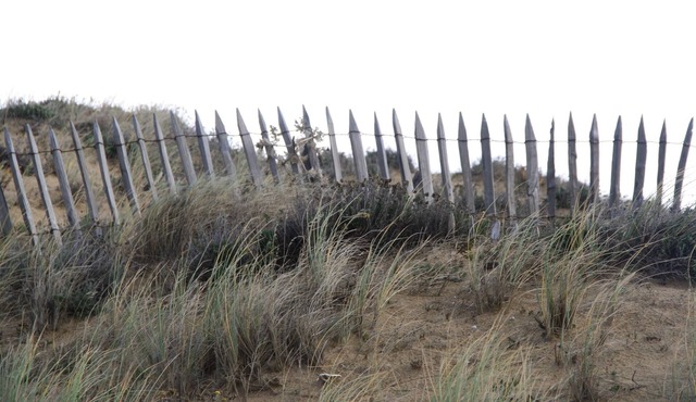 Between dunes and forest, 200 metres from the beach