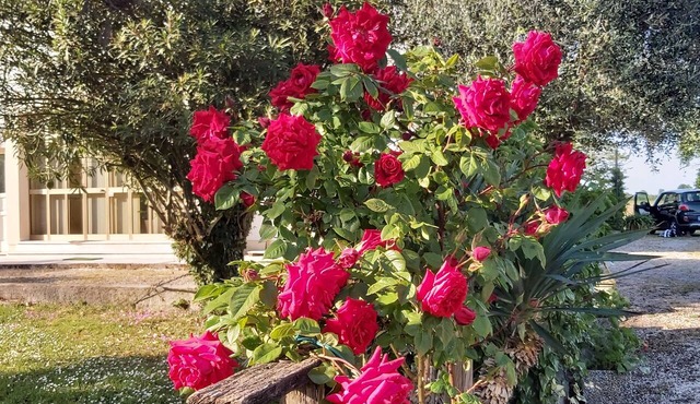 "Da Celeste" Very bright apartment in a single house surrounded by greenery in Montegaldella