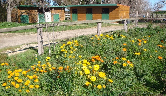 Gîte for 3 people in the Camargue on the banks of the Petit Rhône