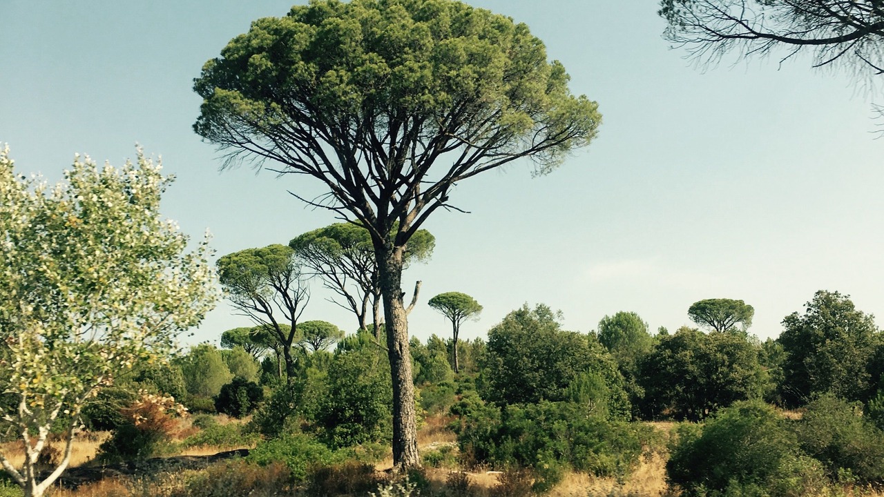 Photo of Outdoor in Grimaud