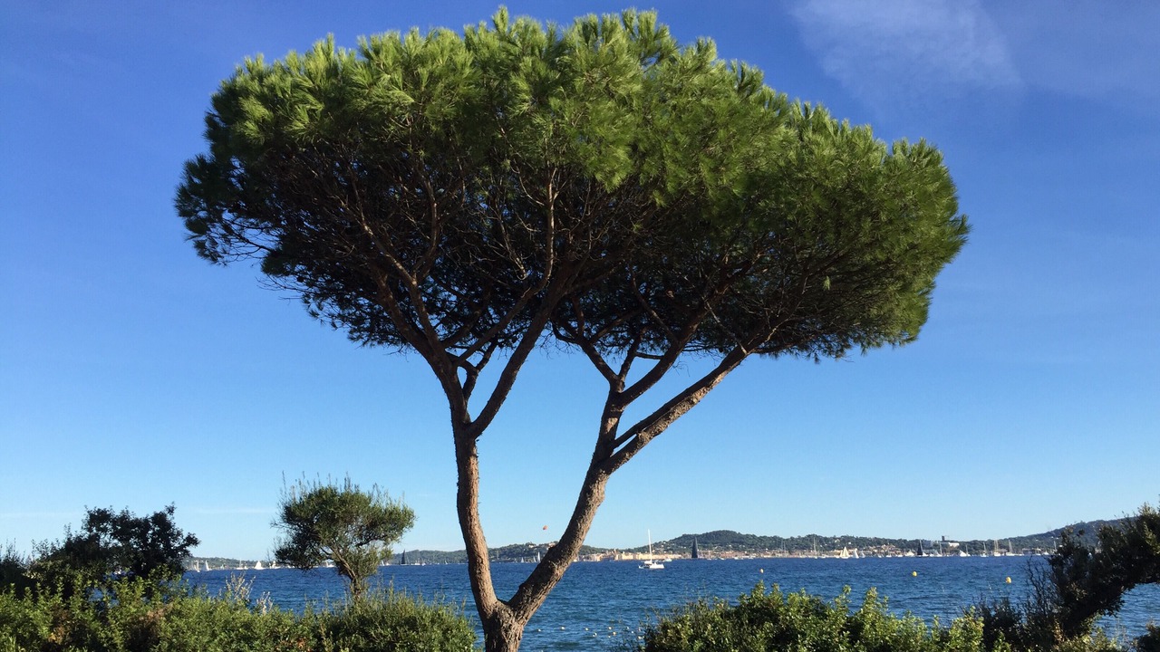 Photo of Others in Sainte-Maxime City Centre