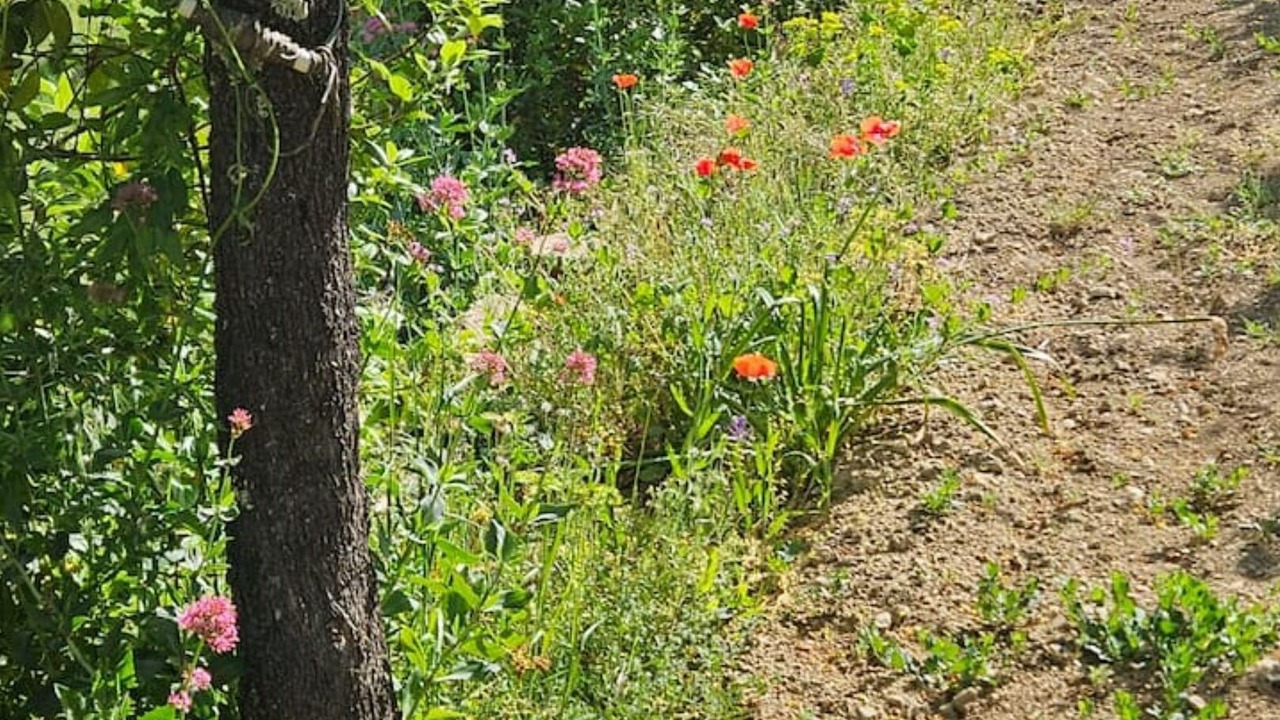 Photo of Outdoor in Le Beausset