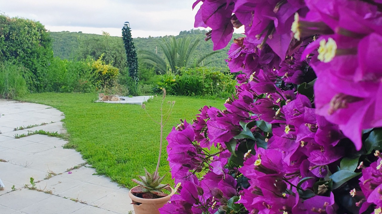 Photo of Outdoor in Biot