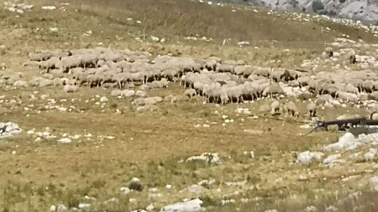 Photo of Others in La Joue du Loup