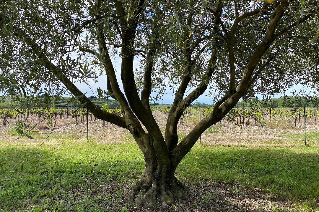 Photo of Outdoor in Tulette