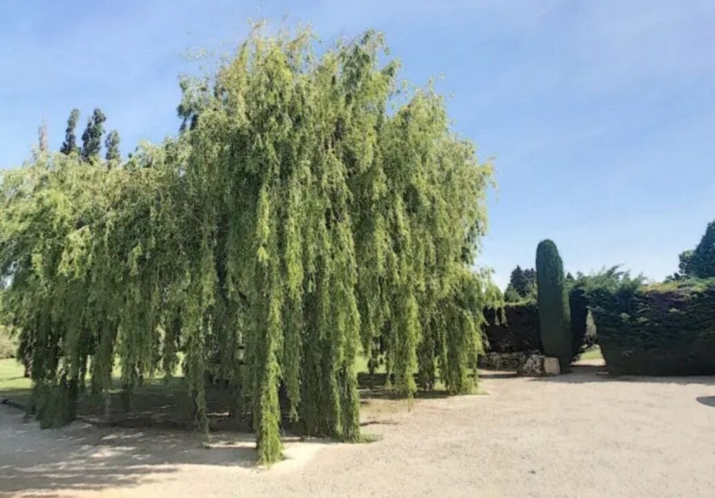 Photo of Outdoor in Eygalieres