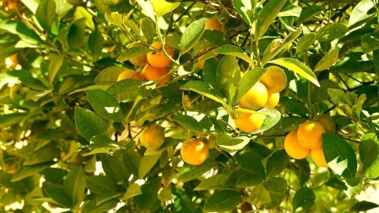 Photo of Outdoor in Speracedes
