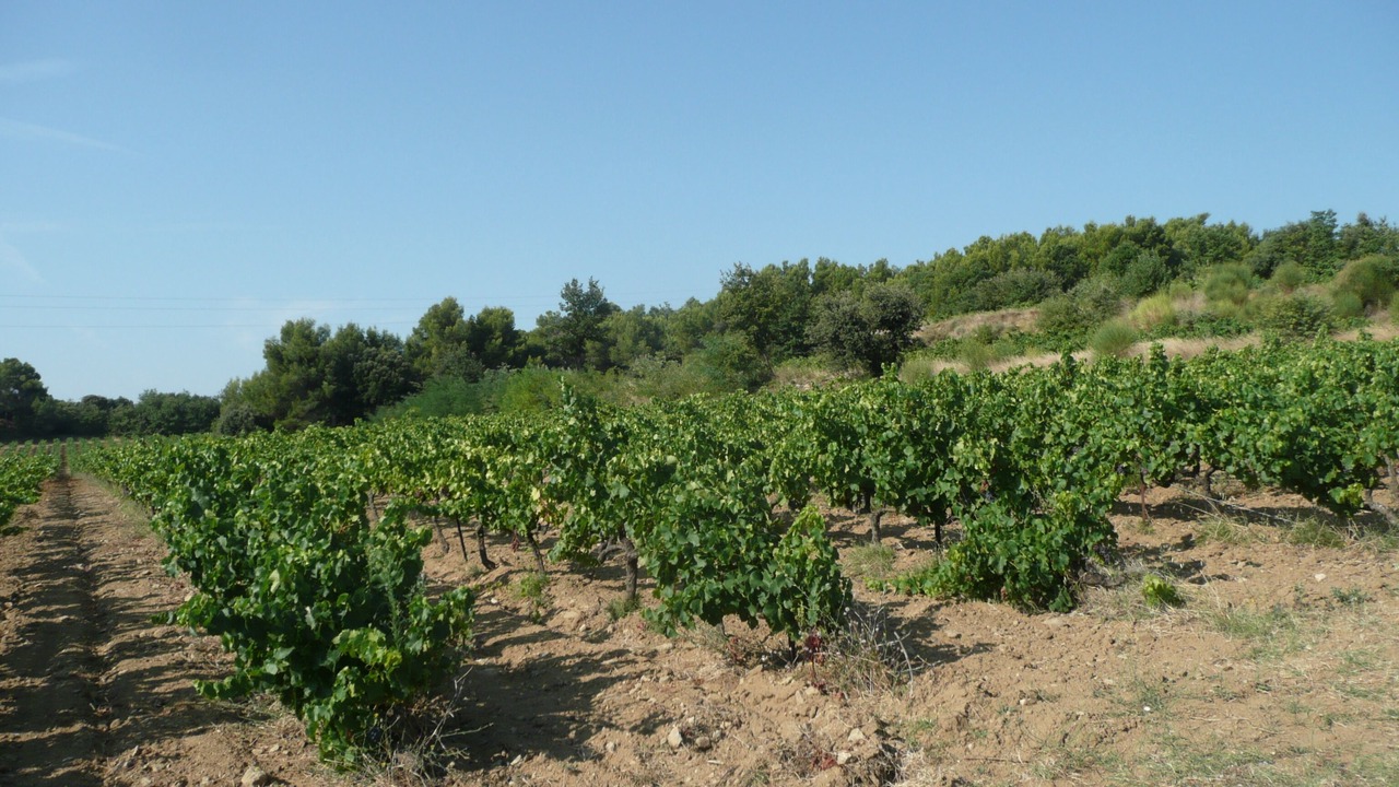 Photo of Outdoor in Buisson
