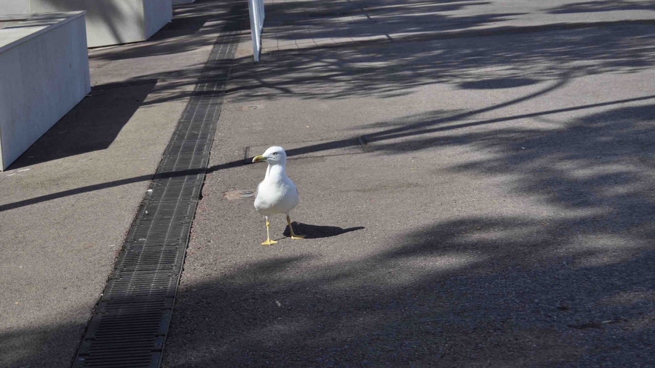 Photo of Others in Nice City Centre