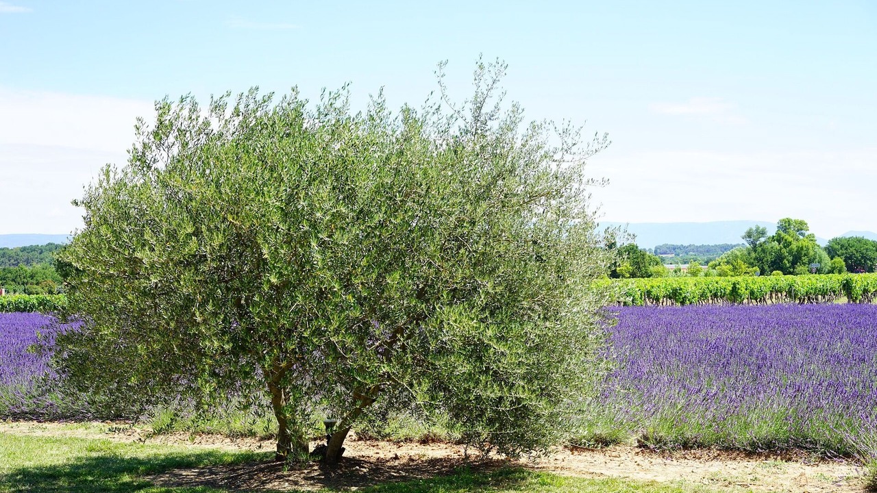 Photo of Outdoor in Saint-Maurice-sur-Eygues