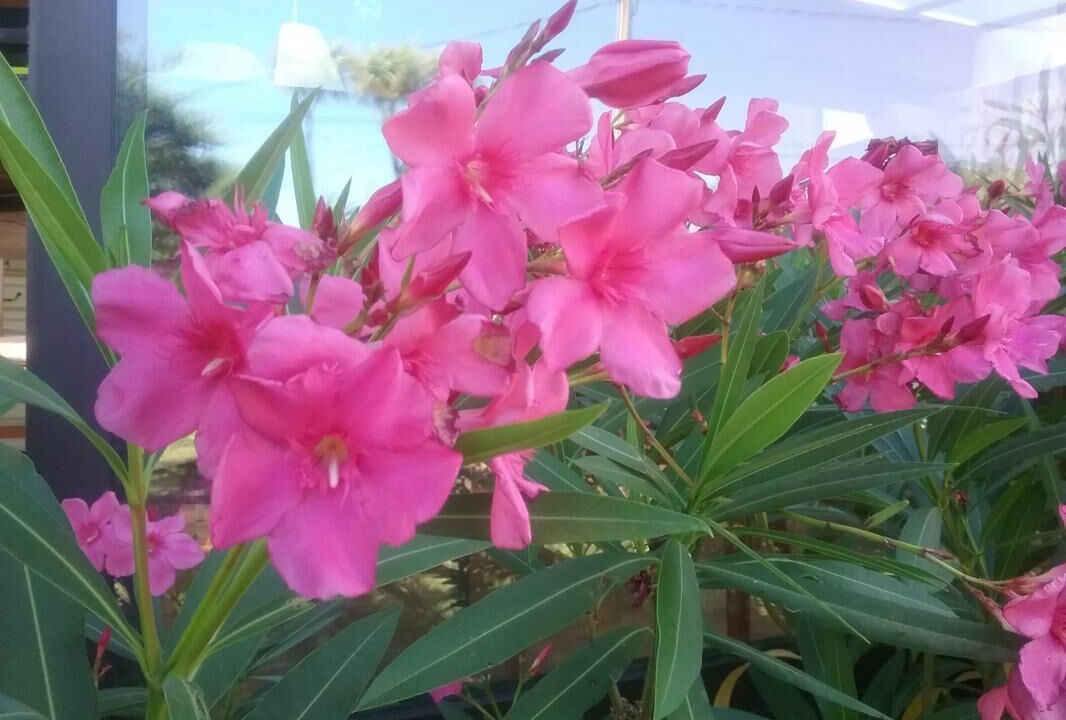 Photo of Outdoor in Frejus