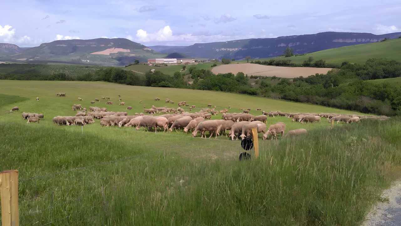 Photo of Others in Millau