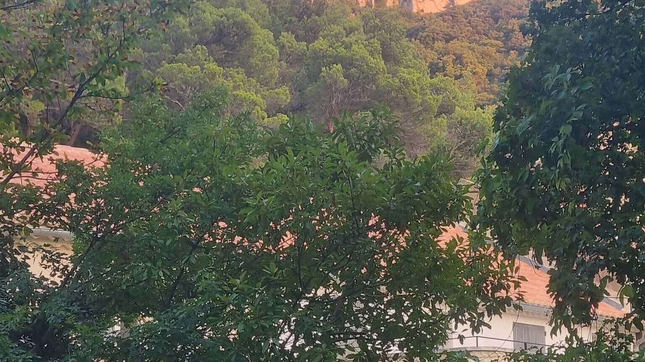 Photo of Others in Violes
