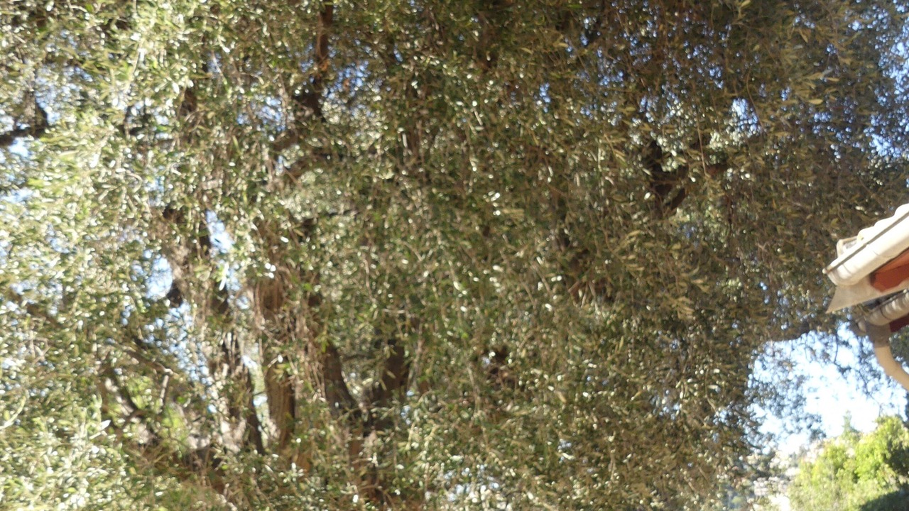 Photo of Outdoor in Beaulieu-sur-Mer