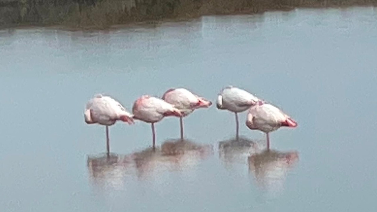 Photo of Others in Carnon-Plage